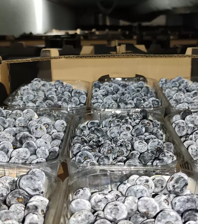 Rynek krajowy i eksport